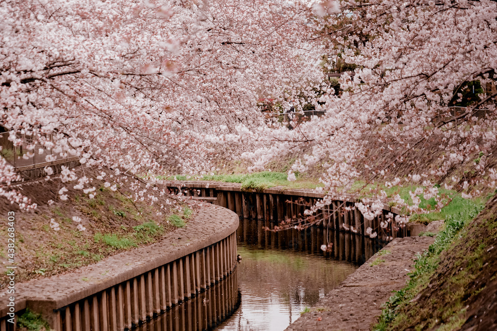 善福寺緑地公園の桜と曇天