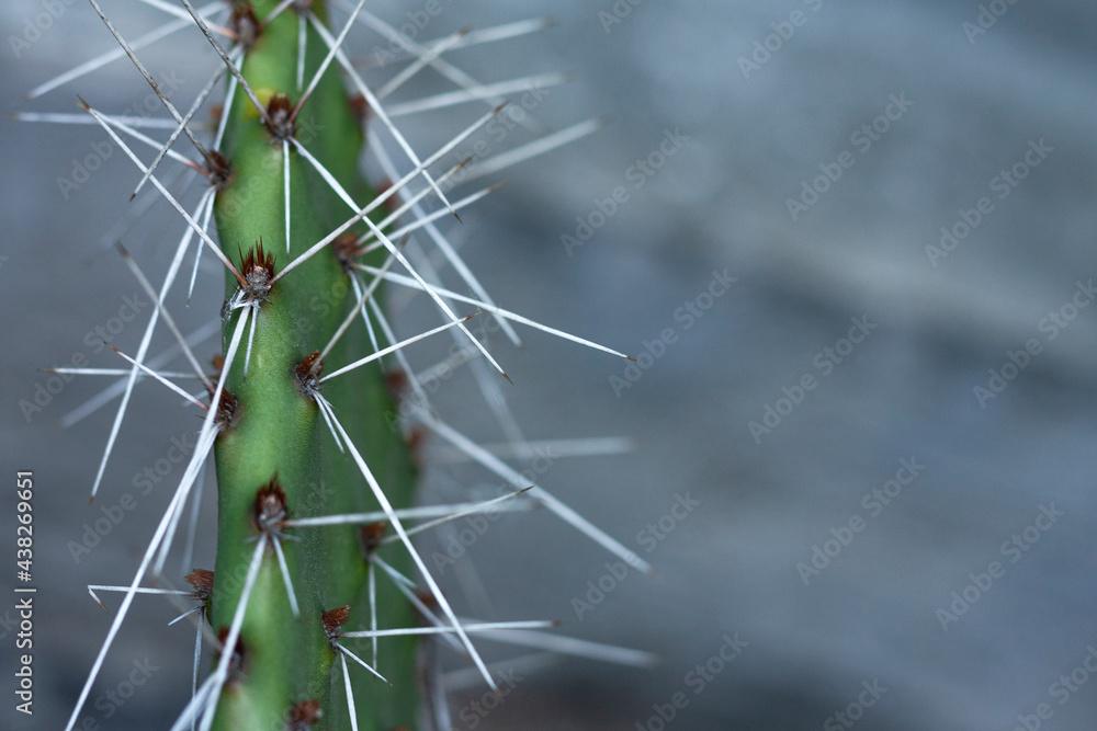 Cactus close up