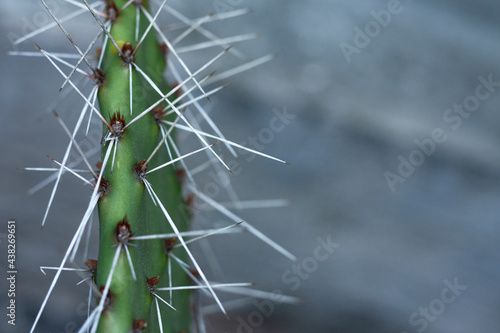 Obraz na płótnie Cactus close up w salonie