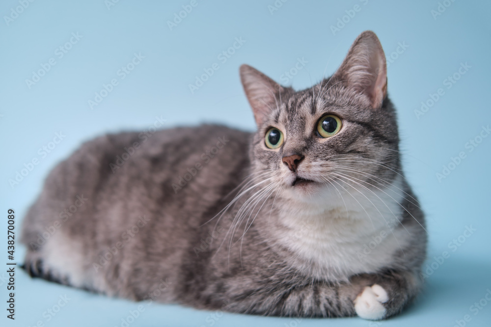 Adult gray cat with green eyes on a blue background, close-up studio