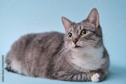 Adult gray cat with green eyes on a blue background, close-up studio