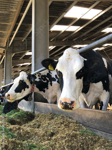 Fotografie Dairy cows eating silage and grass on a farm in England, United Kingdom