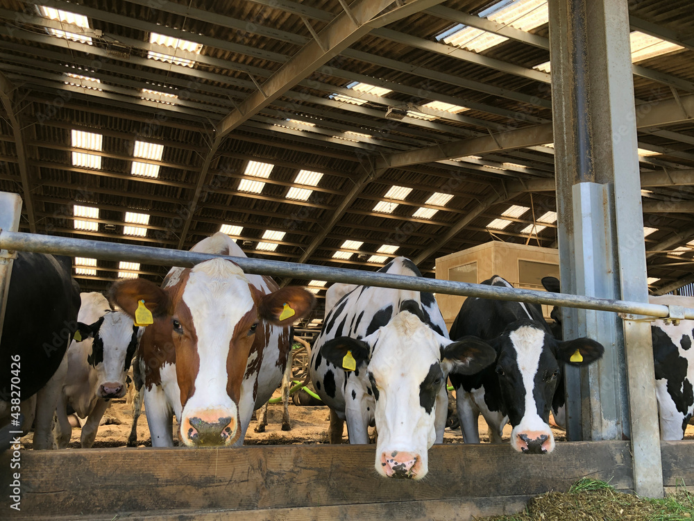 Obraz na plátně Dairy cows eating silage and grass on a farm in England, United Kingdom