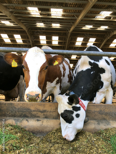 Fotografia, Obraz Dairy cows eating silage and grass on a farm in England, United Kingdom