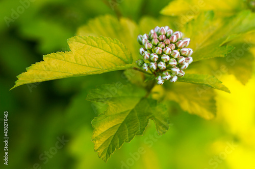 White buds of spiraea japonica flowers