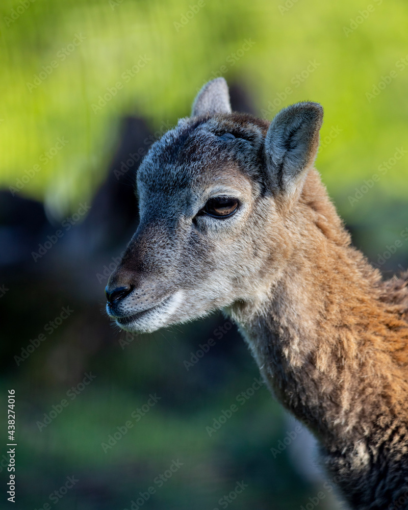 young mouflon in the forest during summer