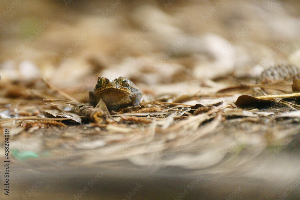 A big brown Gulf Coast Toad, camouflaged in the leaf clutter on the edge of a moist wetland forest, is a valuable food source for larger animals and is a predator of many insects A big brown Gulf Coast Toad, camouflaged in the leaf clutter on the edge of a moist wetland forest, is a valuable food source for larger animals and is a predator of many insects