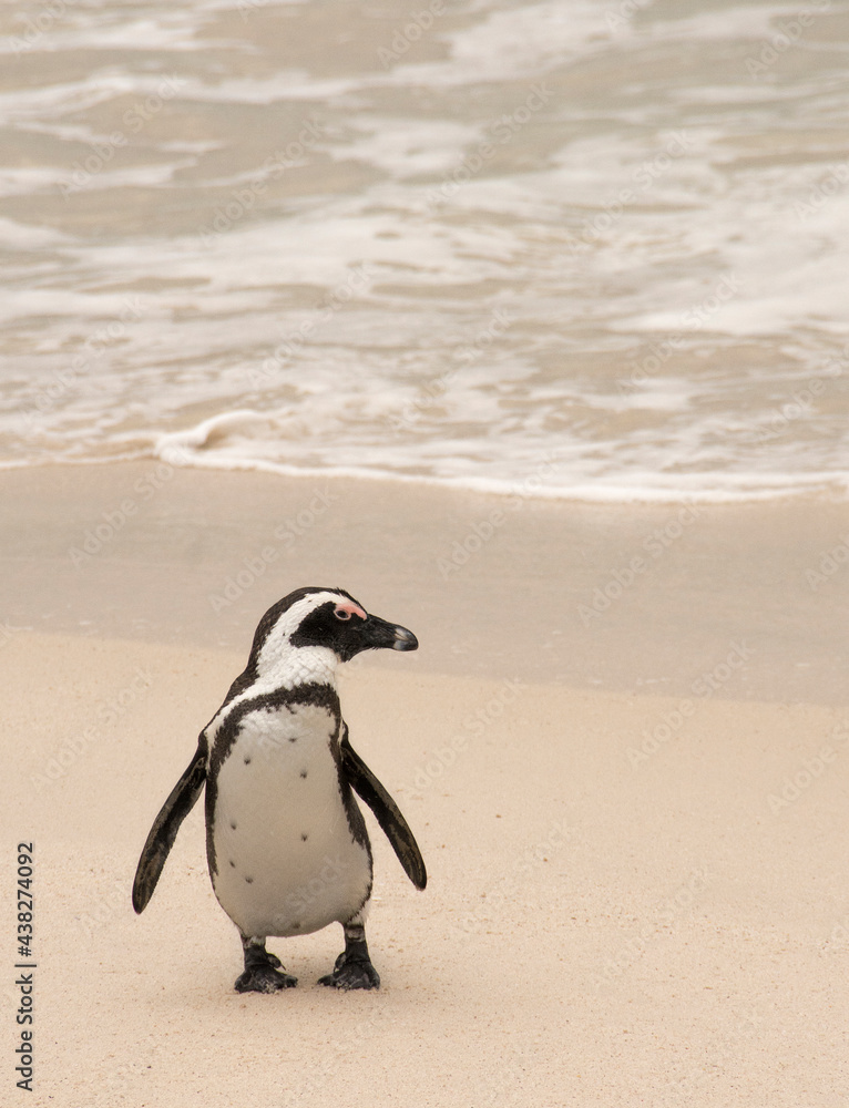 Fototapeta premium penguin on the beach