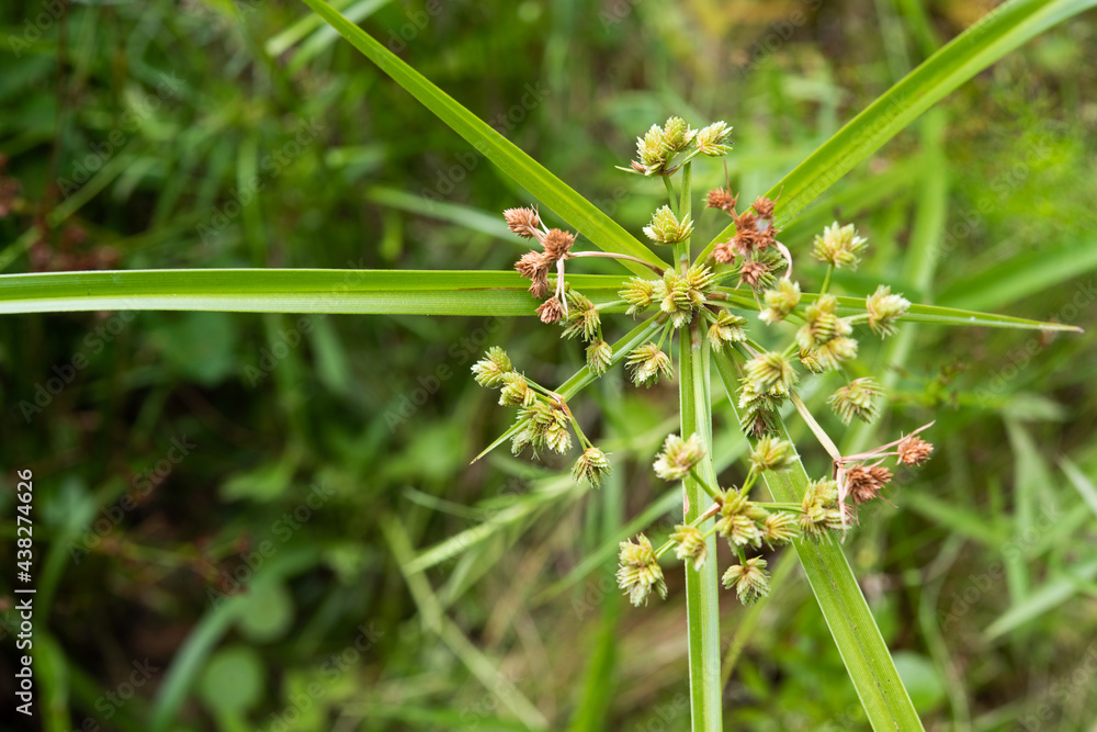 Green Flatsedge growing in abundance in a shady wetland habitat Green Flatsedge growing in abundance in a shady wetland habitat