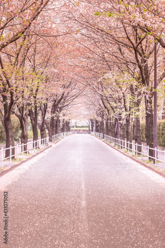 調布飛行場の桜並木 © kanzilyou