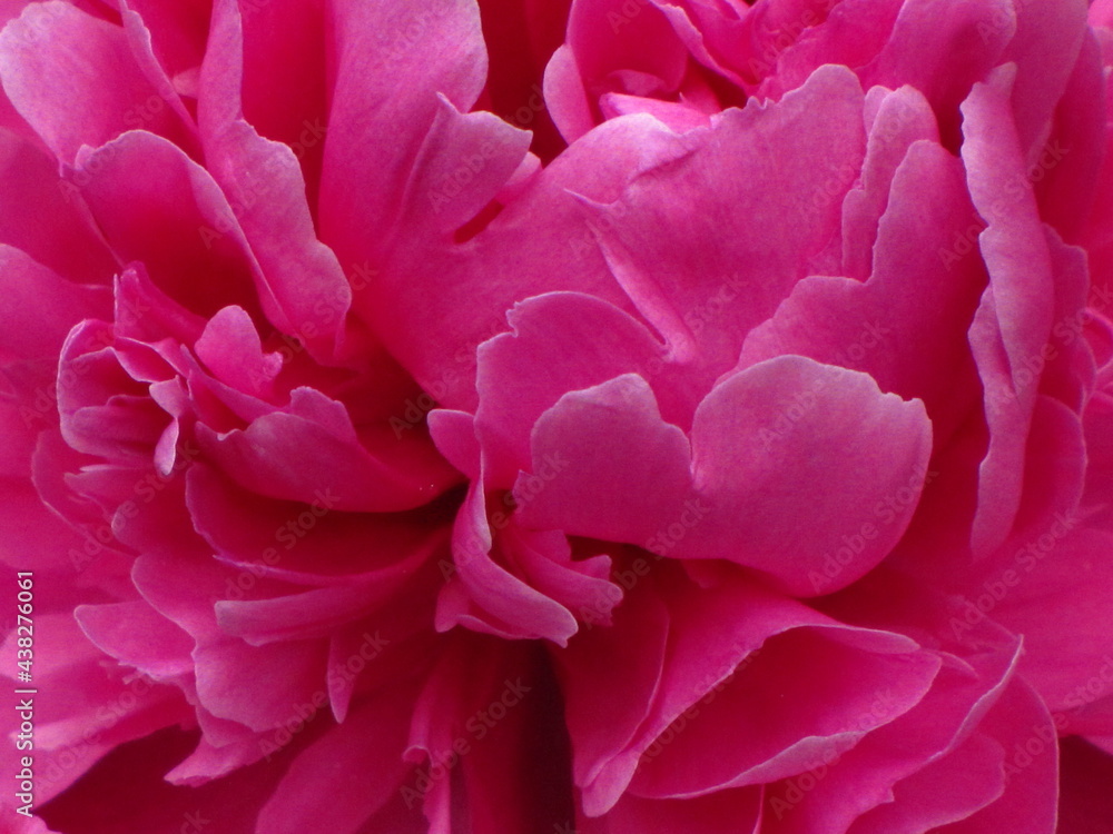 Flowers in a Toronto Park