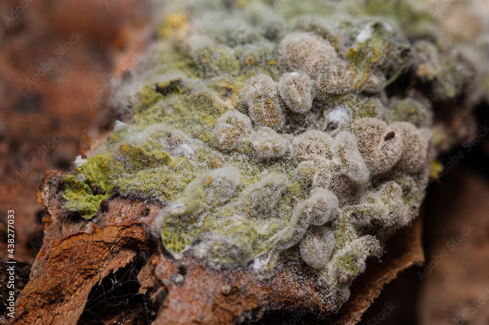 White fluffy mold on a piece of bark covered with lichen