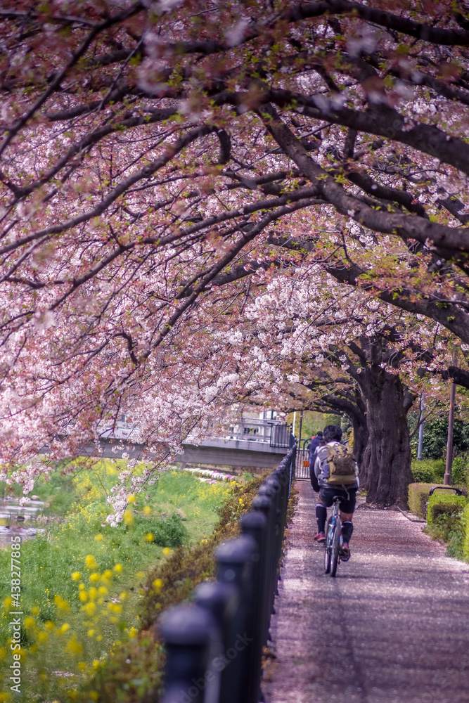 桜に包まれた野川（東京都調布市）