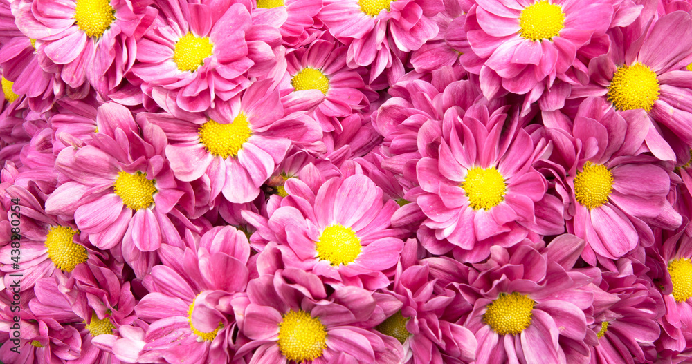 Pink flower beautiful blooming background Pink flower beautiful blooming background