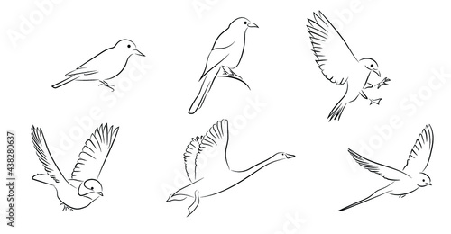 6 Vögel Birds Konturen Zeichnungen Vektor Grafik Lineart