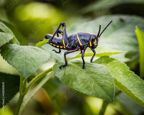 Black and Yellow Grasshopper On a Leaf © Thomas