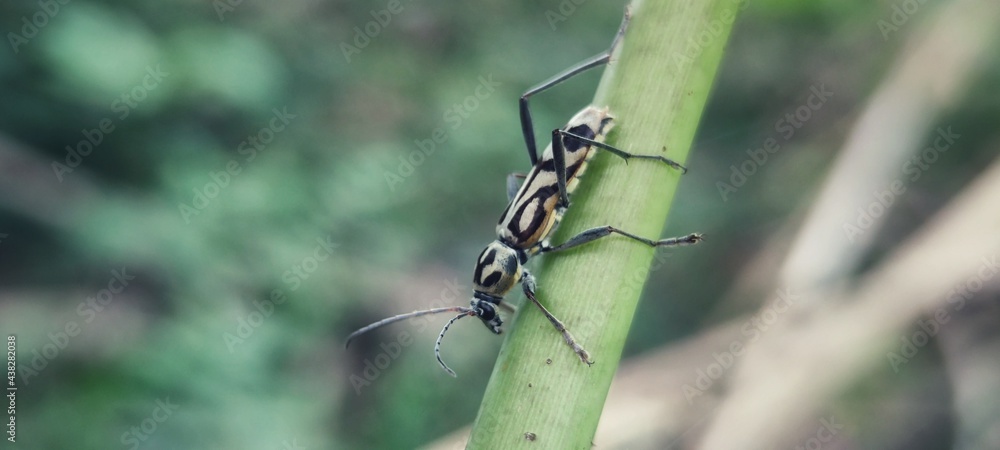 Chlorophorus is a genus of round-necked longhorn beetles belonging to the family Cerambycidae, subfamily Cerambycinae. Chlorophorus is a genus of round-necked longhorn beetles belonging to the family Cerambycidae, subfamily Cerambycinae.