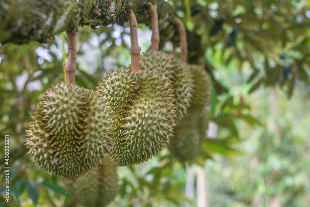 Durian Monthong in the garden,Durians are the king of fruits. Durian Monthong in the garden,Durians are the king of fruits.