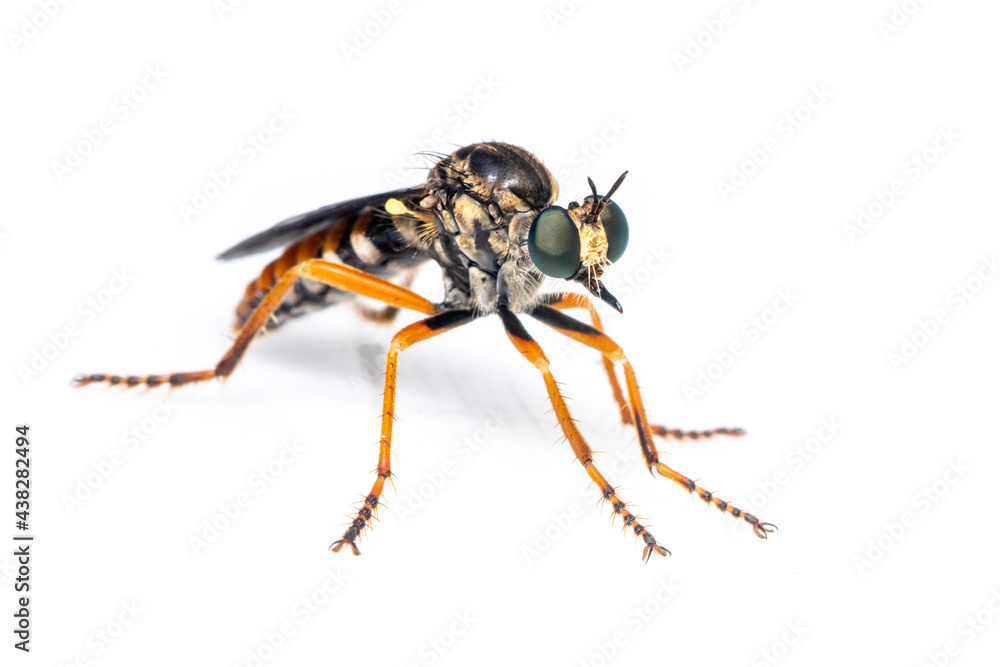 Image of the Asilidae are the robber fly family, also called assassin flies. on white background. Insect. Animal Image of the Asilidae are the robber fly family, also called assassin flies. on white background. Insect. Animal