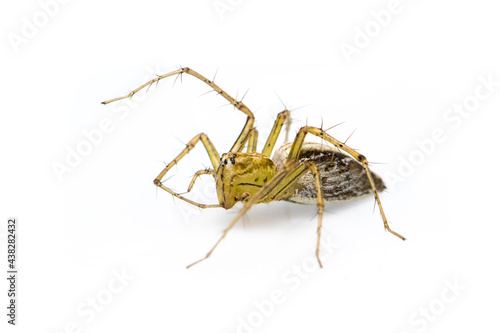 Image of lynx spider (hamadruas sp.) on white background. Insect. Animal