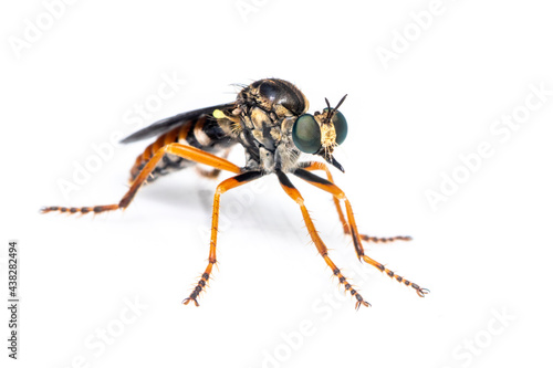 Image of the Asilidae are the robber fly family, also called assassin flies. on white background. Insect. Animal
