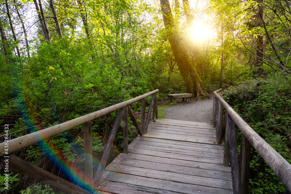 View of a Path in the woods with green fresh trees in Shoreline Trail, Port Moody, Greater Vancouver, British Columbia, Canada. Trail in a Modern City during a Sunny Evening. View of a Path in the woods with green fresh trees in Shoreline Trail, Port Moody, Greater Vancouver, British Columbia, Canada. Trail in a Modern City during a Sunny Evening.