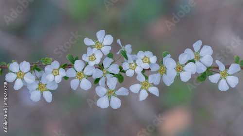 雪柳の花