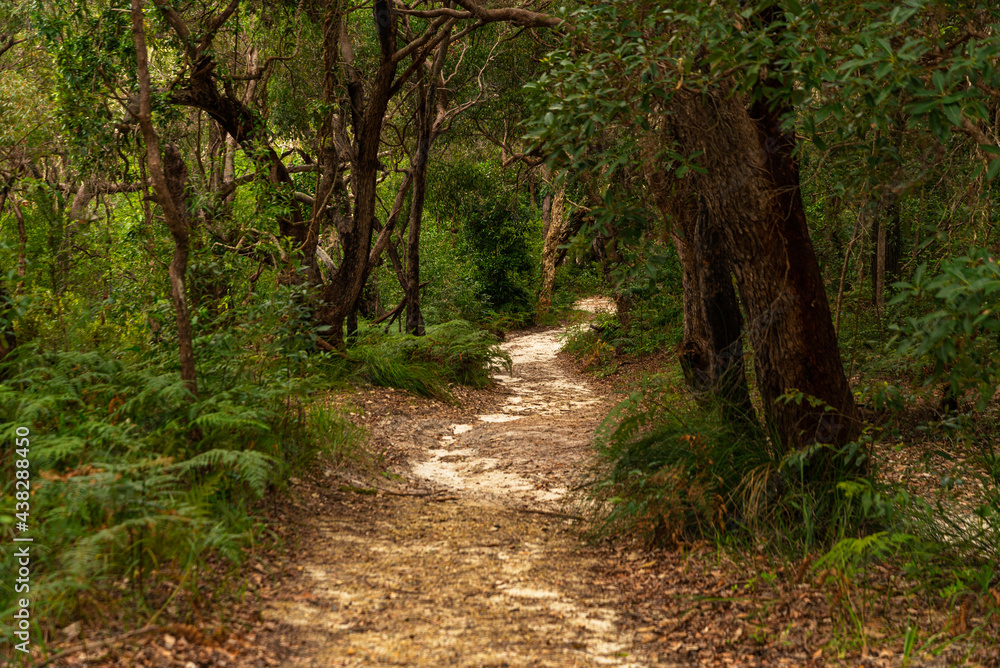 Forest Path at Daytime on Summer in National Park. Nature Concept