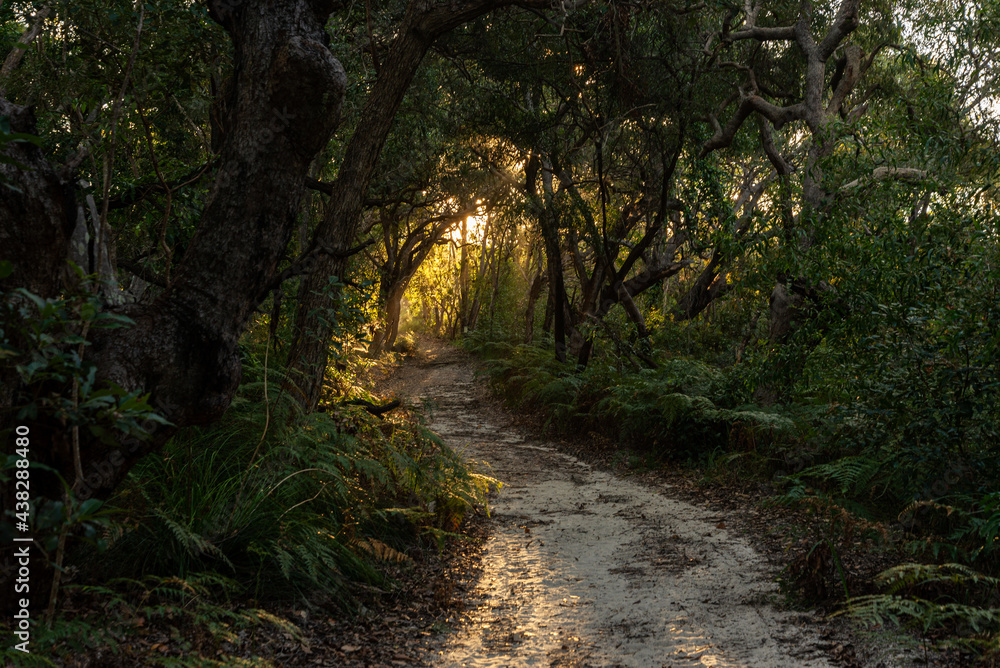 Fototapeta premium Forest Trail scene on Summer at Day Time.Fairy Scene. Nature Concept