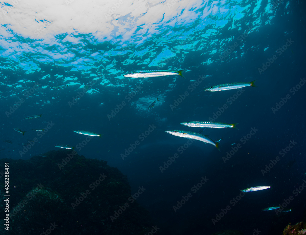 Fototapeta premium Hachijo Island sea ダイビング カマス