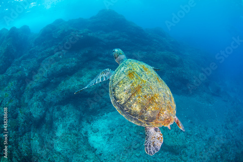 diving   Hachijo Island  sea                                sea turtle
