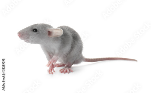 Small fluffy grey rat on white background