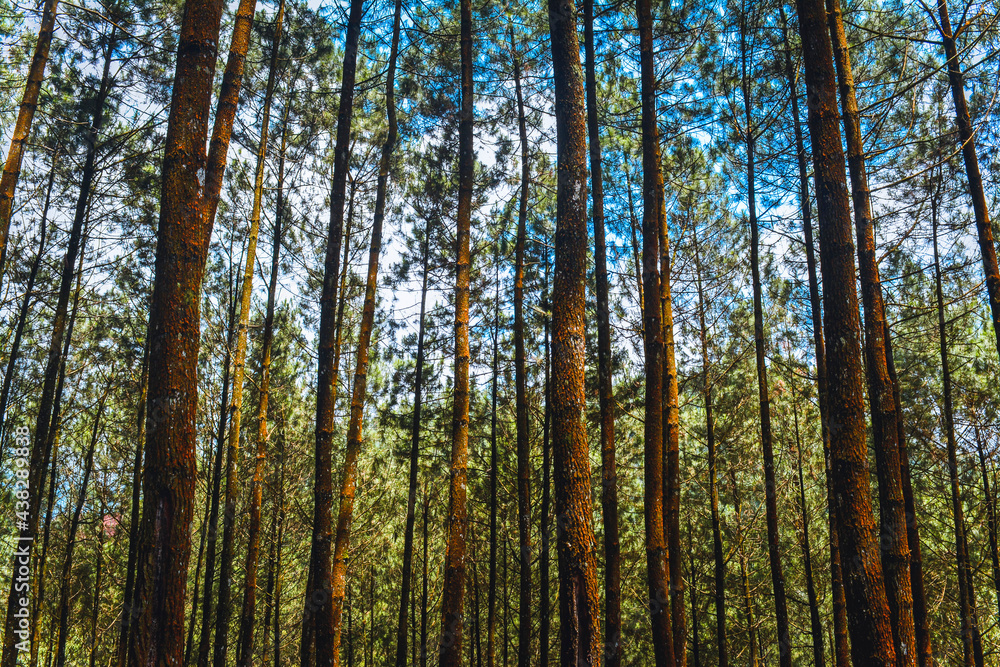 Pine trees in the Indonesian forest. Panorama of foggy forest Pine trees in the Indonesian forest. Panorama of foggy forest