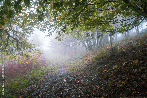 A path through a moody misty autumn woodland. Malvern Hills  Worcestershire  UK