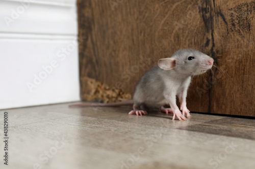 Grey rat near wooden wall on floor. Pest control