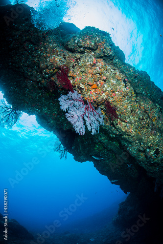 Fototapeta Naklejka Na Ścianę i Meble -  八丈島　Hachijo Island  sea  ダイビング diving