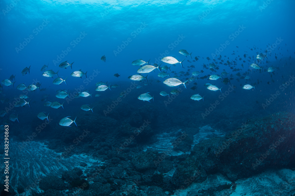 Fototapeta premium 八丈島 Hachijo Island sea ダイビング 魚群
