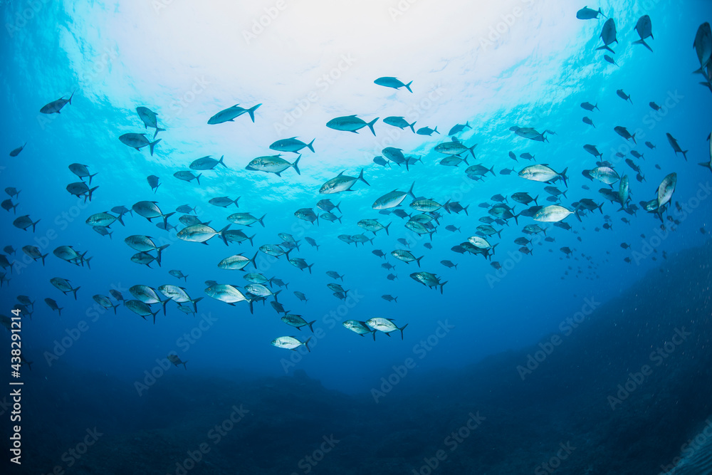 Fototapeta premium 八丈島 Hachijo Island sea ダイビング 魚の群れ 海 水中