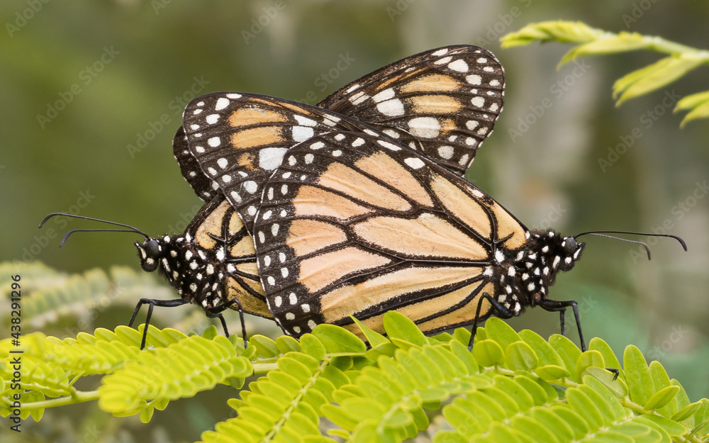 Fototapeta premium coupling southern monarch butterflies