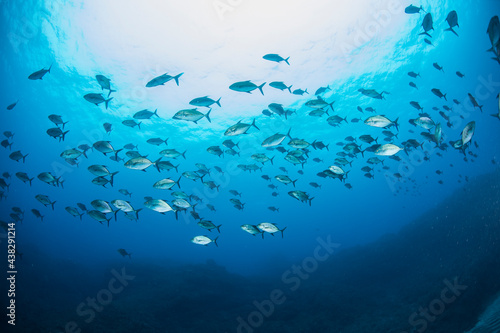 八丈島 Hachijo Island sea ダイビング 魚の群れ 海 水中