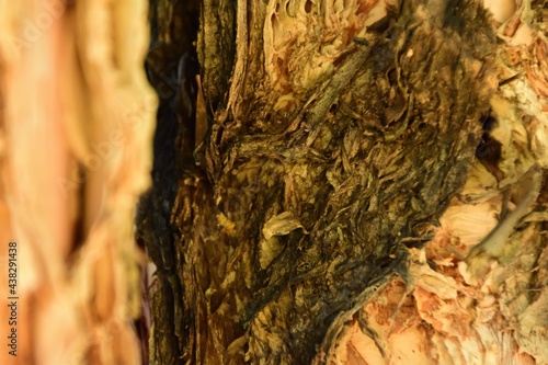 Paperbark Tree Detail photo