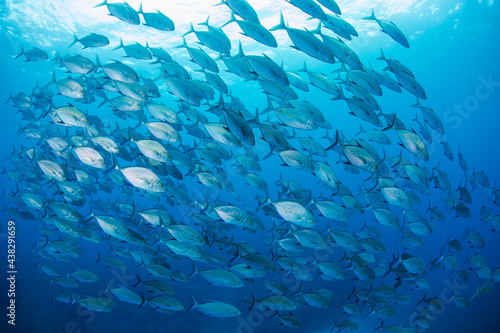 八丈島　Hachijo Island  sea  ダイビング　魚の群れ　海　水中　ナンヨウカイワリ　School of fish