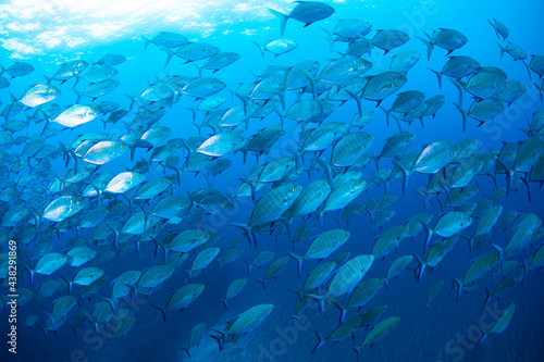 八丈島 Hachijo Island sea ダイビング 魚の群れ 海 水中 ナンヨウカイワリ School of fish