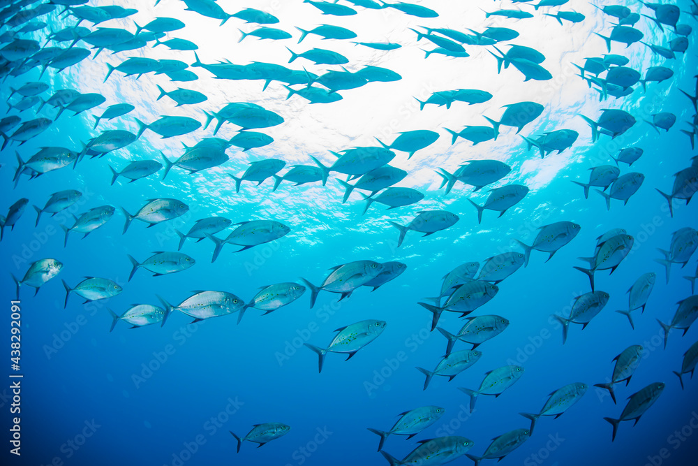 Obraz premium 八丈島 Hachijo Island sea ダイビング 魚の群れ 海 水中 ナンヨウカイワリ