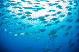 八丈島　Hachijo Island  sea  ダイビング　魚の群れ　海　水中　ナンヨウカイワリ