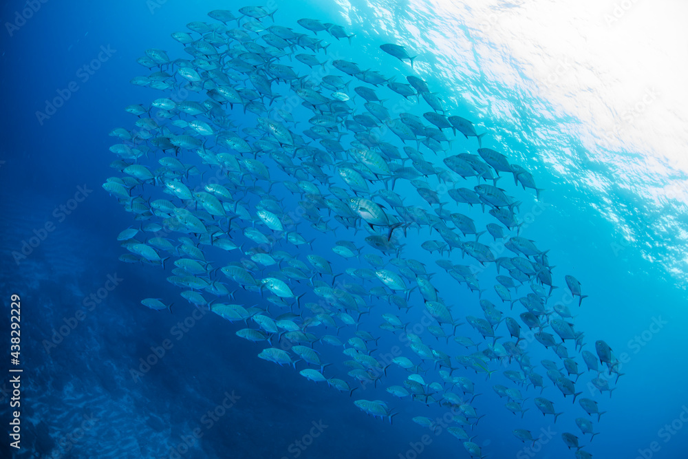 School of fish School of fish