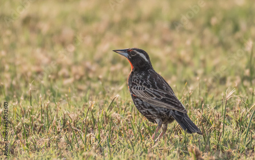 Peruvian meadowlark on the grass