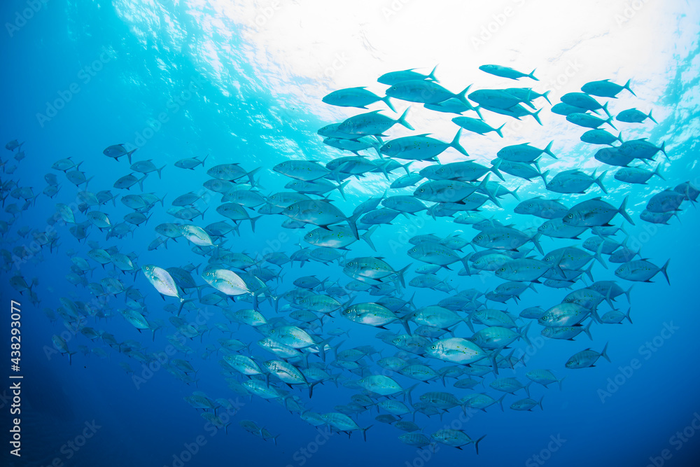 Fototapeta premium 八丈島観光 旅行 青い海 Hachijo Island sea 魚の群れ 水中 ナンヨウカイワリ School of fish ダイビング