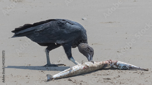 black vulture feasting on fish