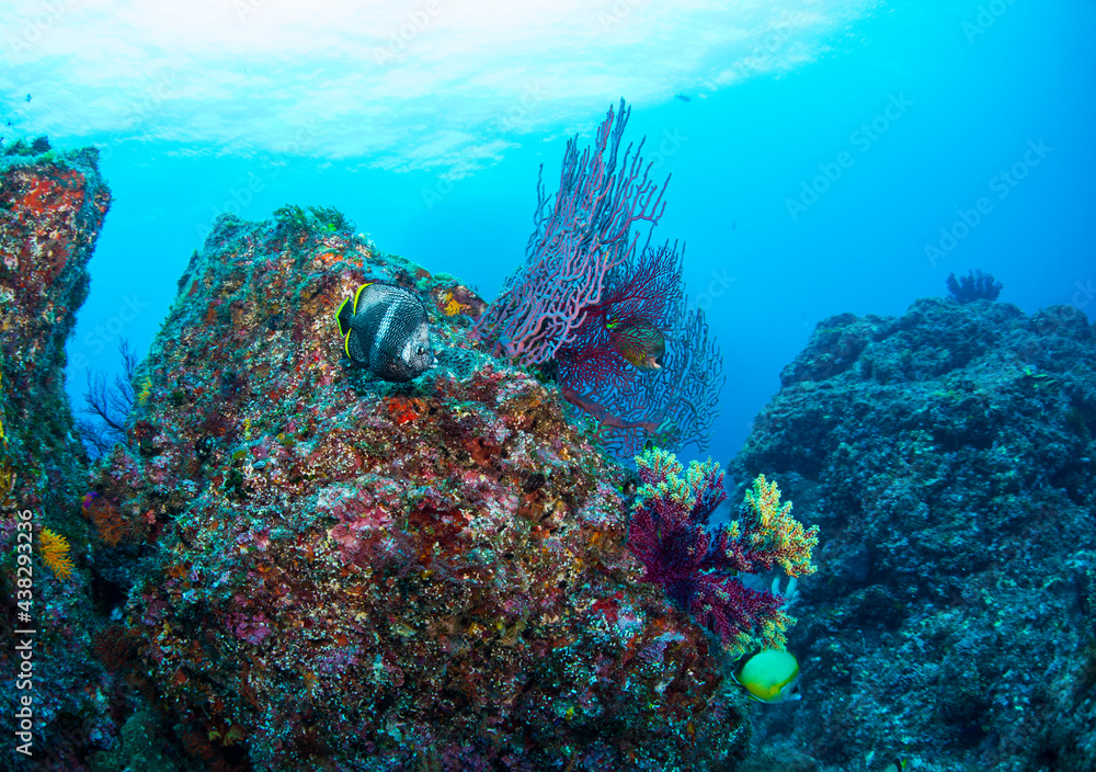 Fototapeta premium 八丈島観光 旅行 青い海 Hachijo Island sea 魚の群れ 水中 ユウゼン School of fish ダイビング